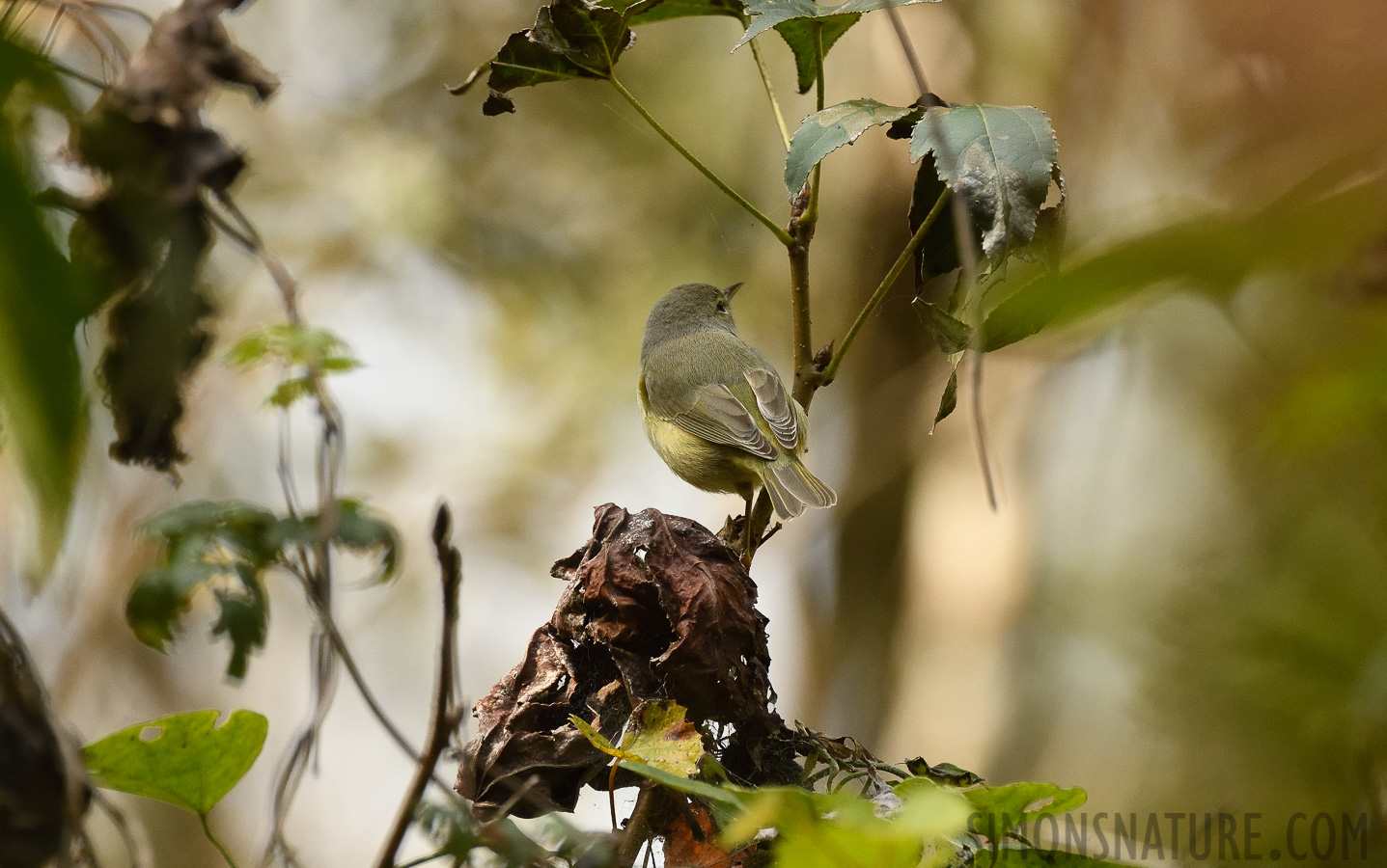 Leiothlypis celata celata [400 mm, 1/1000 sec at f / 7.1, ISO 1600]